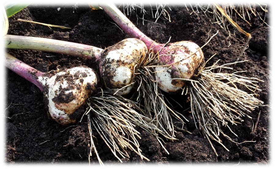 When To Harvest Your Garlic Bulbs  John Boy Farms