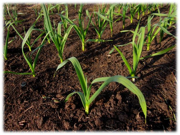 Young garlic plants growing in spring