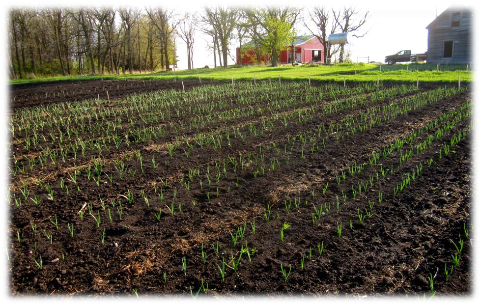 Growing garlic in Manitoba