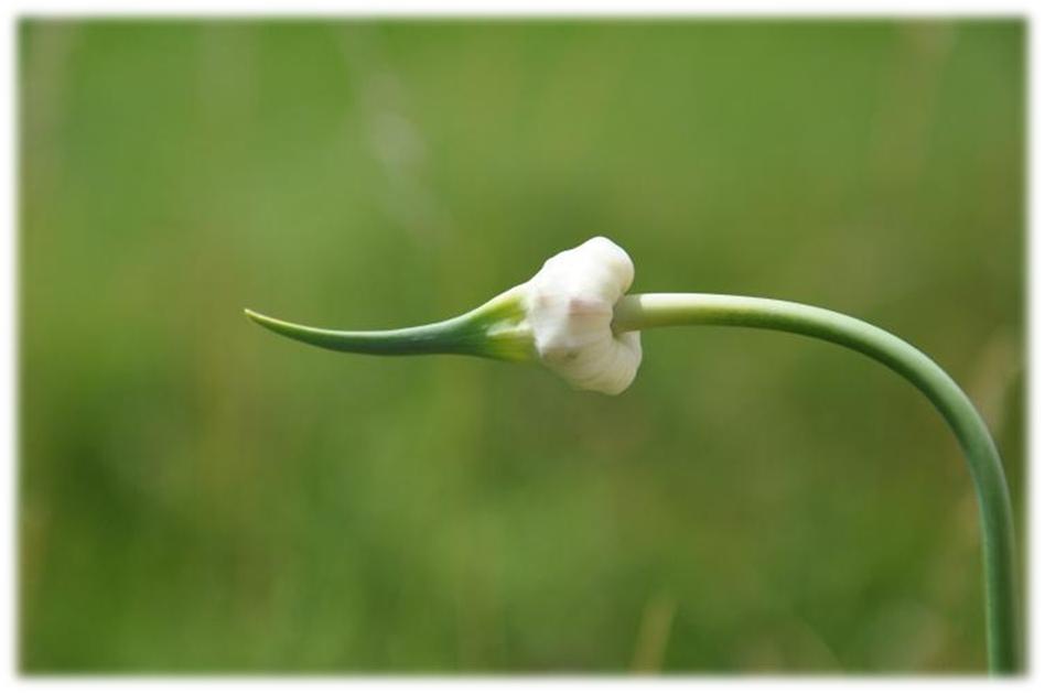 Garlic bulbil capsule at the tip of a scape