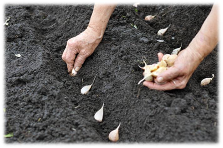 heirloom plant seeds Heirloom Vegetable Seed Collection – 15 Varieties main image 0