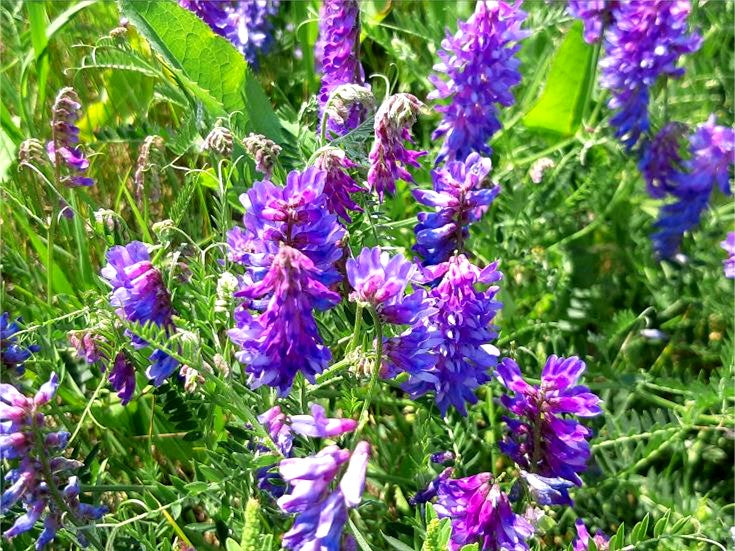 Planting Cover Crops and Green Manures In The Garden