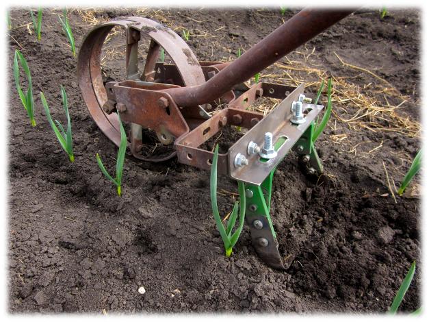 Wheel hoe weeding garlic plants