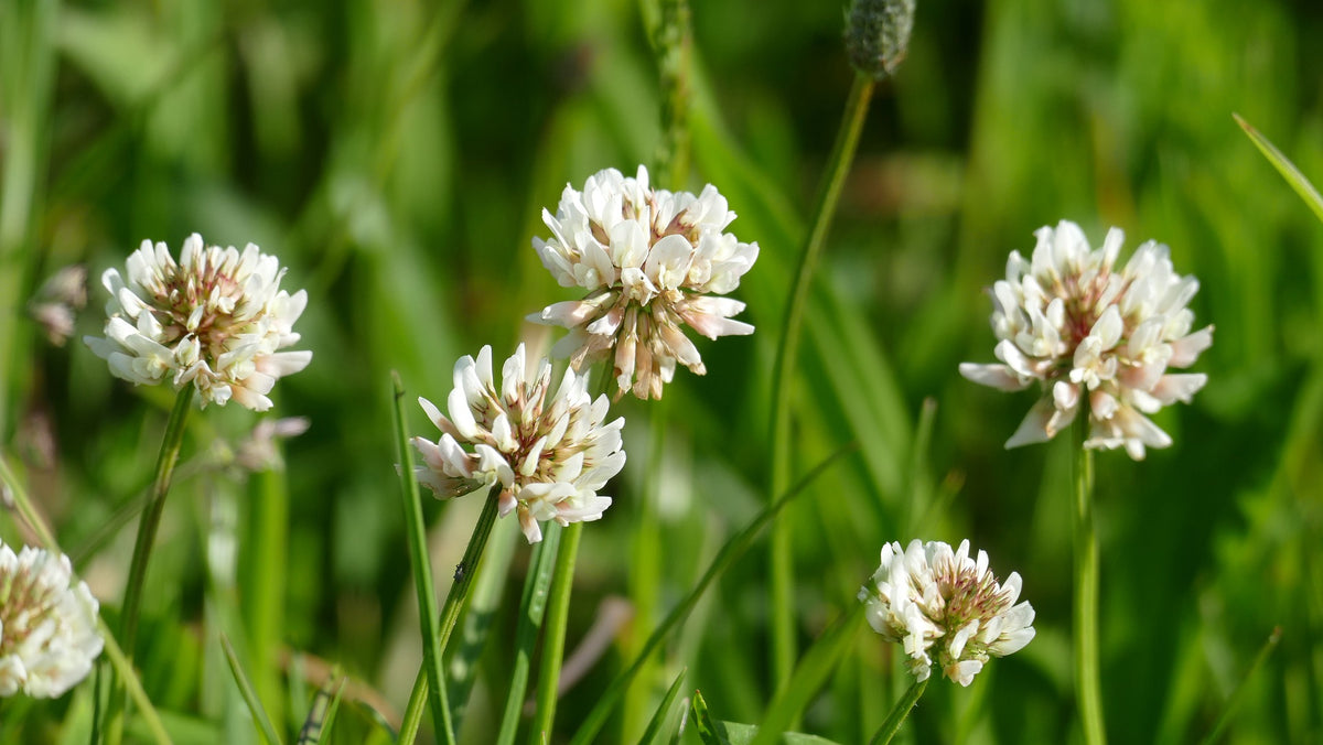 Growing a White Clover Lawn: 7 Amazing Benefits