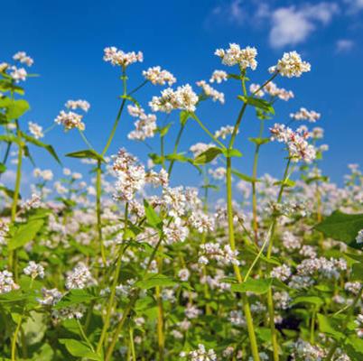 Broadleaf Cover Crop Seed