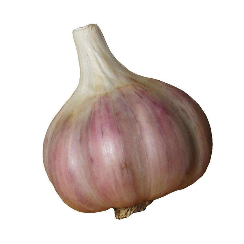 PURPLE STRIPE GARLIC