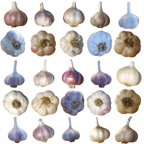 Garlic Varieties