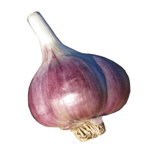 Marbled Purple Stripe Garlic