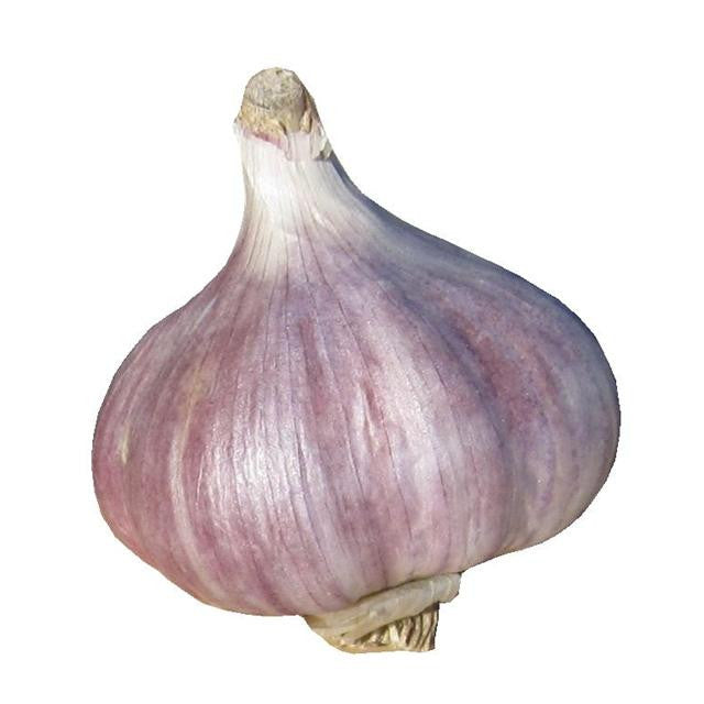 ROCAMBOLE GARLIC