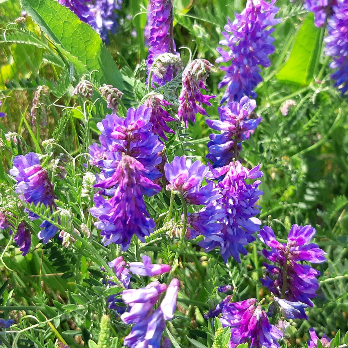 Legume Cover Crop Seeds