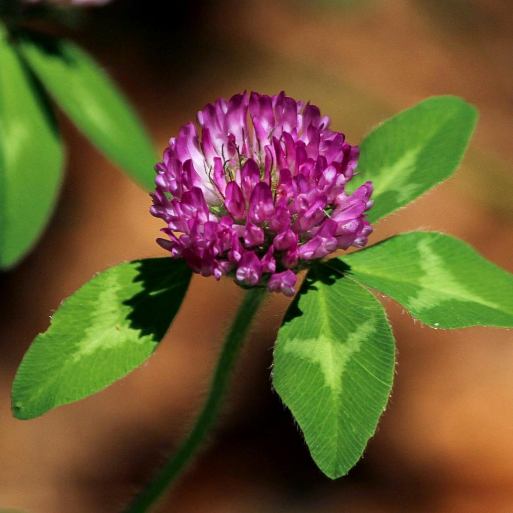 Clover Cover Crops