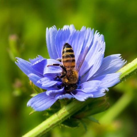 Pollinator Friendly Cover Crop Seed