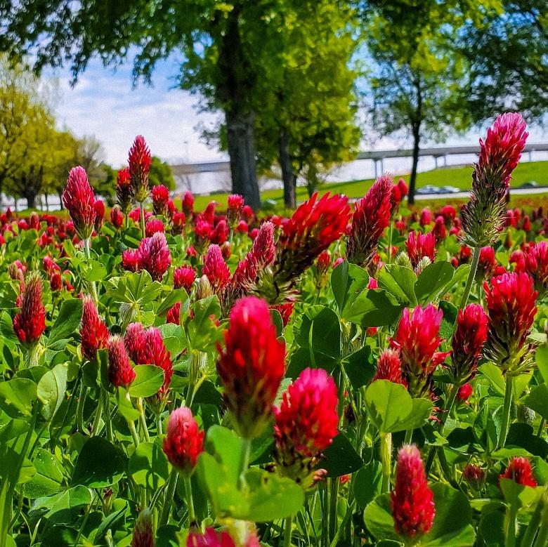 Cover Crops Seed