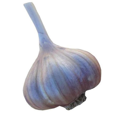 Glazed Purple Stripe Garlic