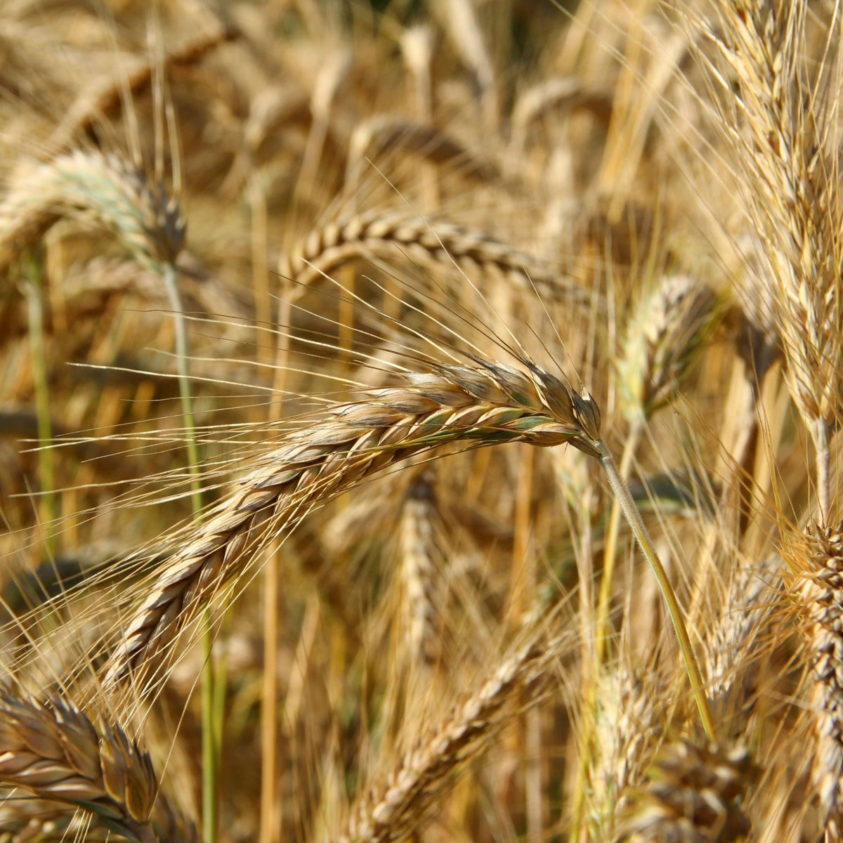 Small Grains Seed