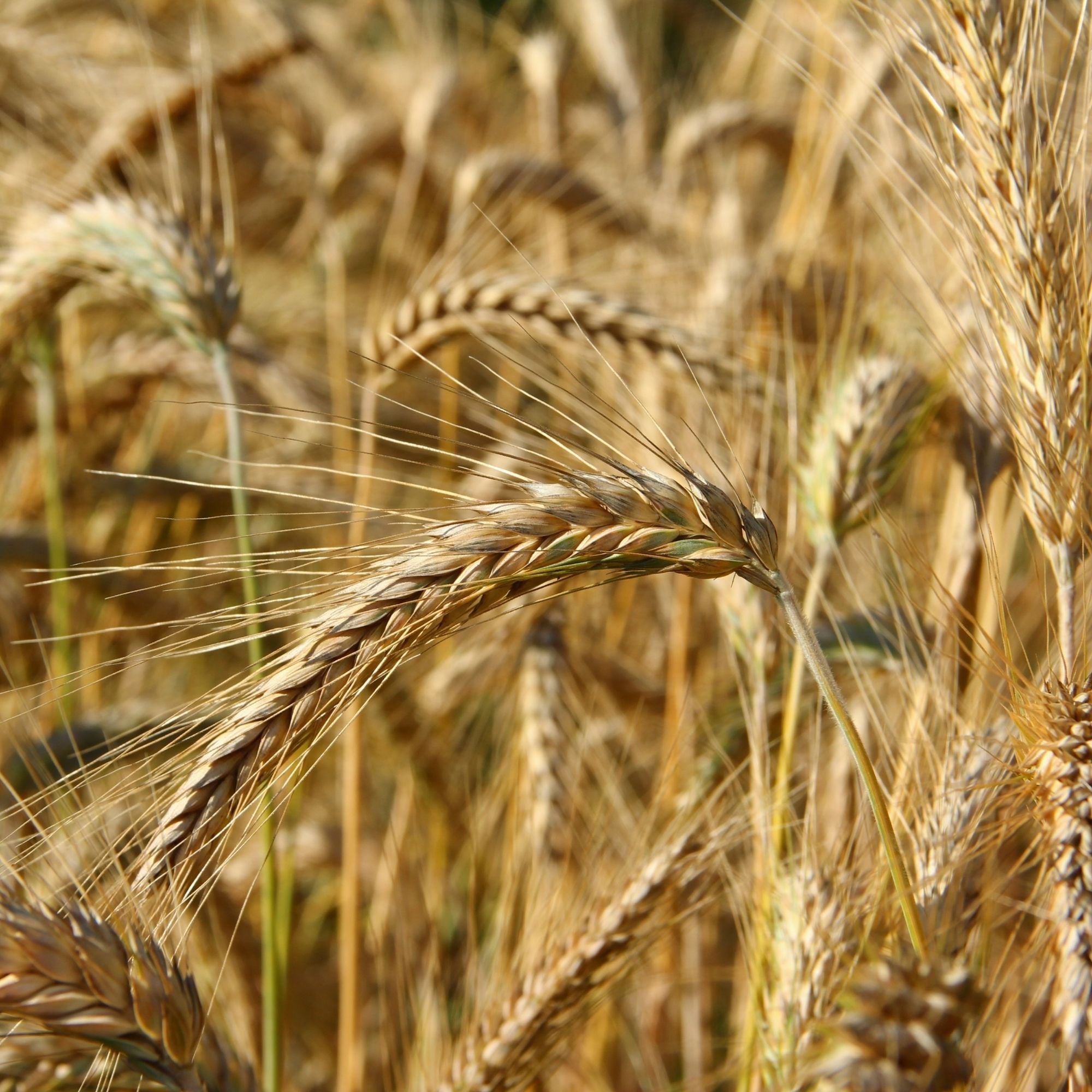 Small Grains Seed
