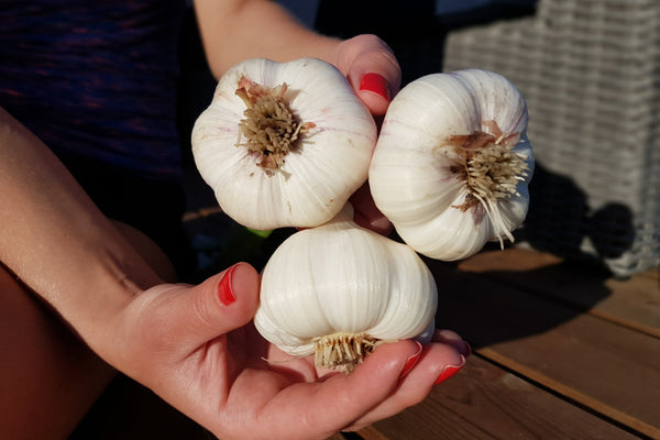 Three heads of garlic held in hands of a women with red nail polish