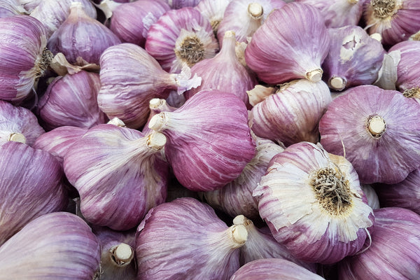 Close-up of purple garlic bulbs with a blurred background