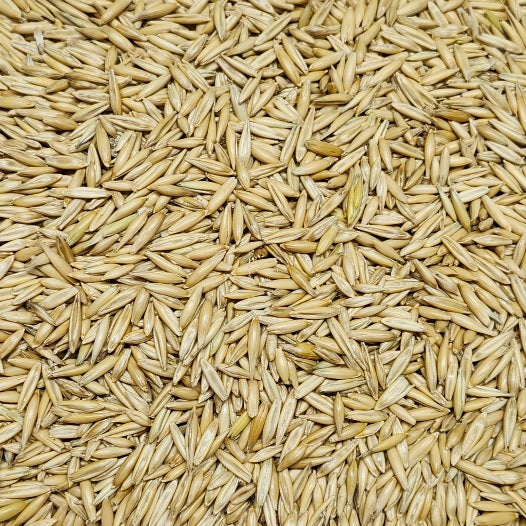 Oat Seed