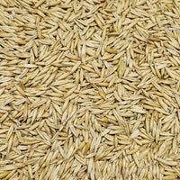 Oat Seed