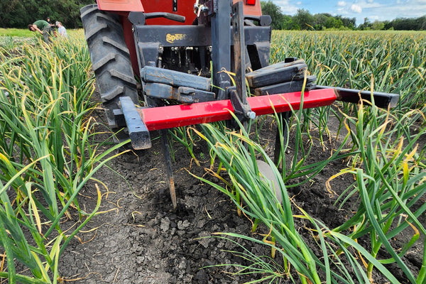 Tractor digging a field crop of green garlic plants