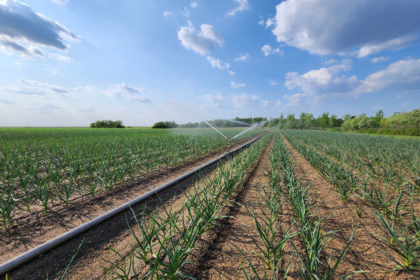 Irrigation system watering a field of garlic under a blue sky with clouds