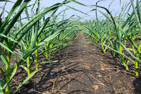 Row of green garlic plants growing in a field with a clear sky.