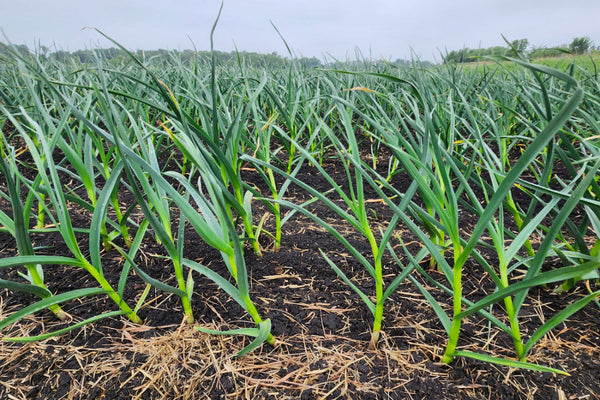 Field of young garlic plants growing in rows on a clear day