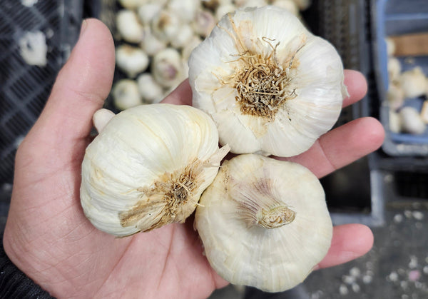 Three heads of garlic held in a hand with a blurred background