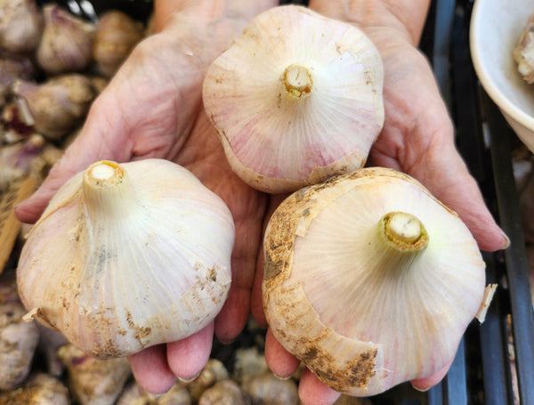 Three garlic bulbs held in a hand with a blurred background of more garlic.