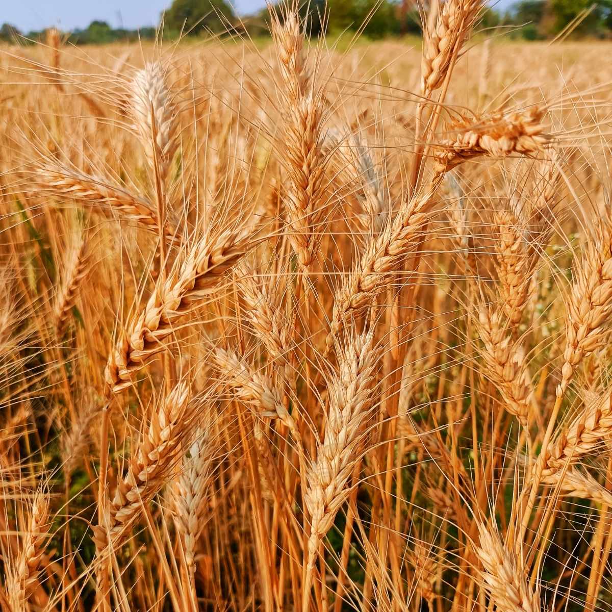 Barley