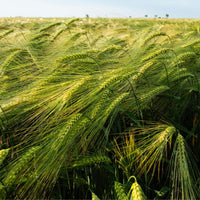 Barley