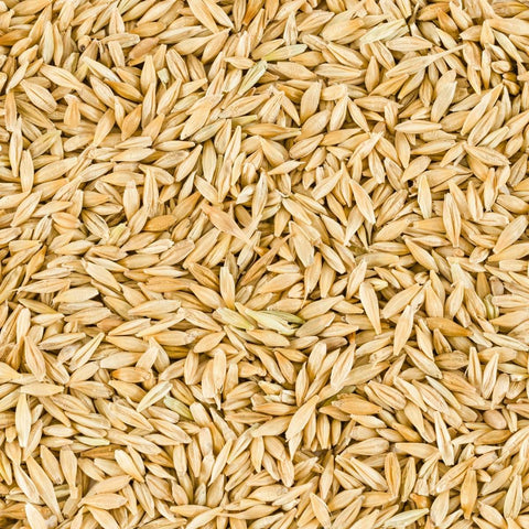 Barley