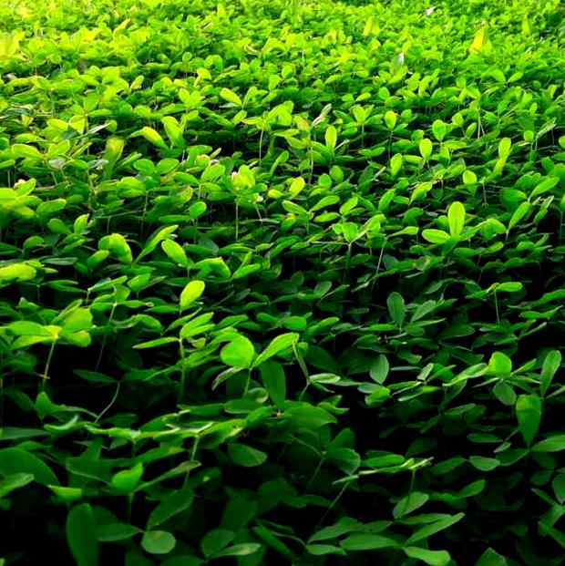 Berseem Clover Seed – John Boy Farms