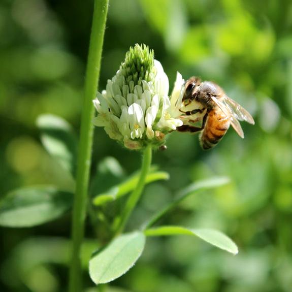 Berseem Clover Bees