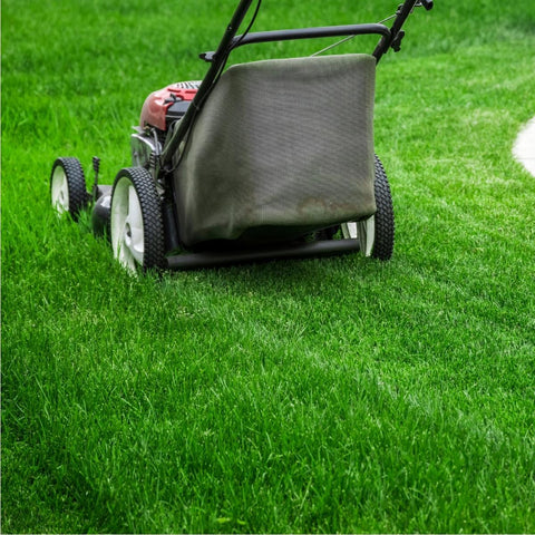 Classic Turf Grass Mix