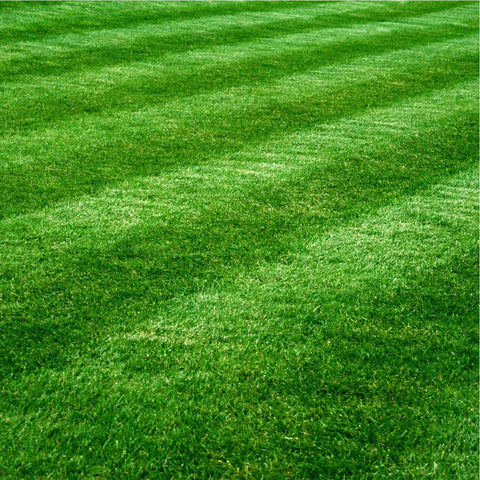 Classic Turf Grass Mix