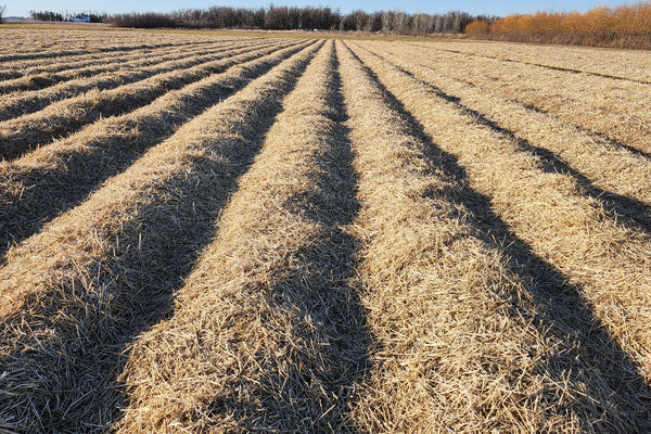 Garlic field covered with wheat straw