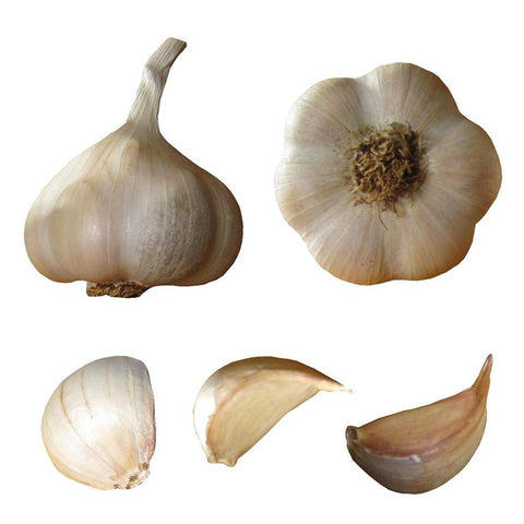 Bulk Garlic Seed Bulbs