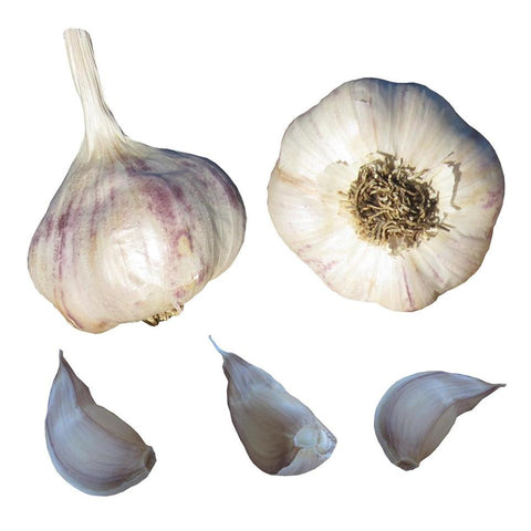 Bulk Garlic Seed Bulbs