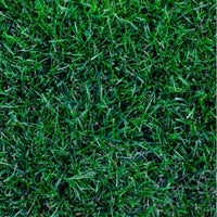 Close-up of kentucky bluegrass