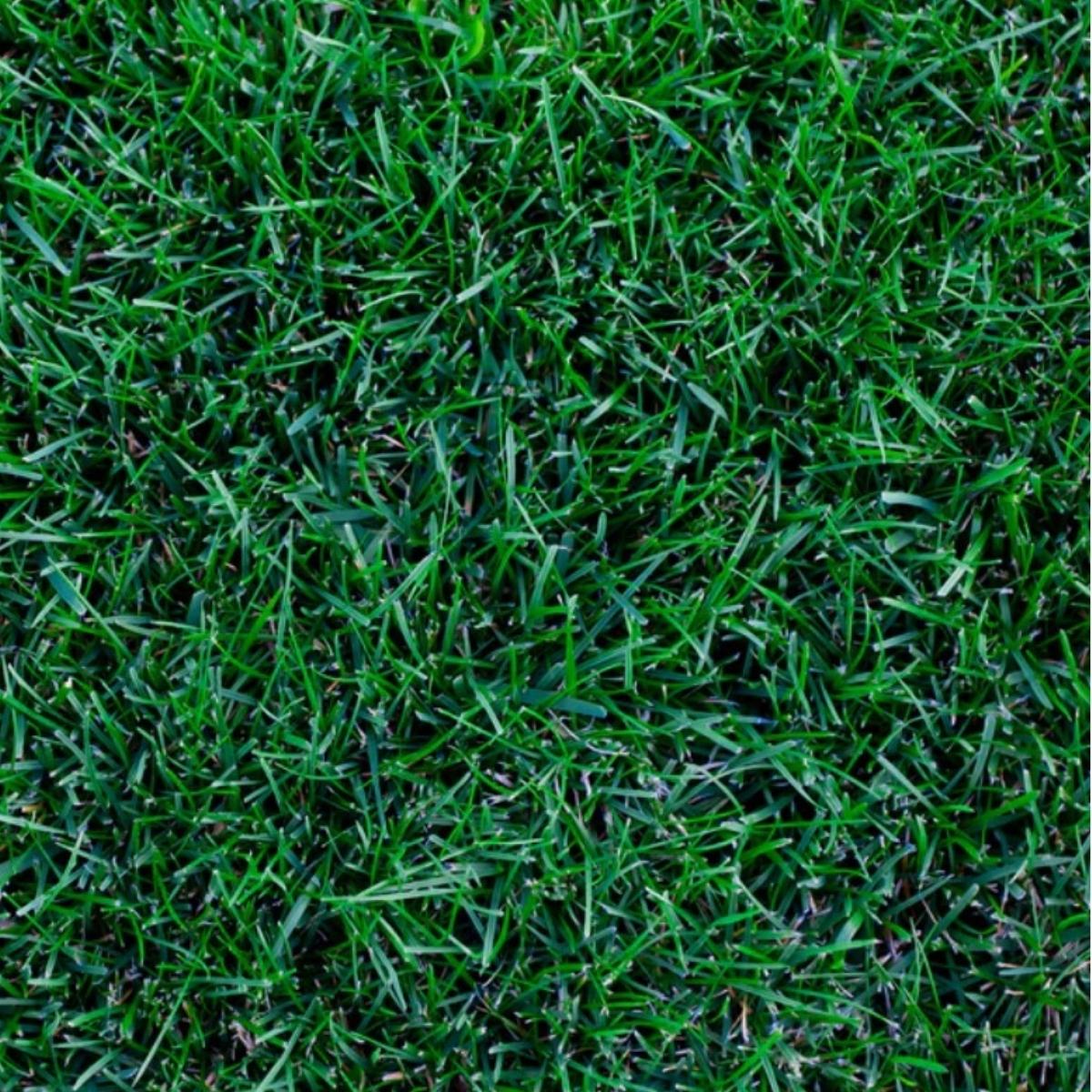 Close-up of kentucky bluegrass