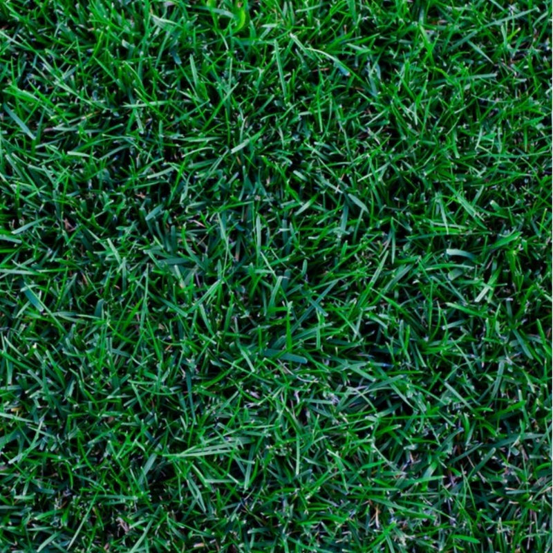 Close-up of kentucky bluegrass
