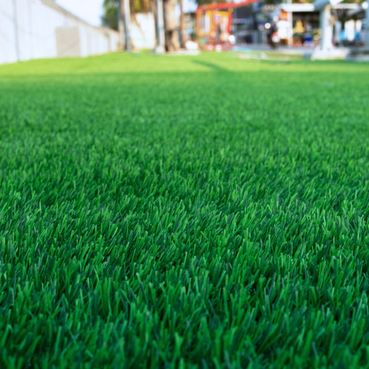 Close-up of green kentucky bluegrass with a blurred background