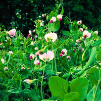 Close up of winter peas