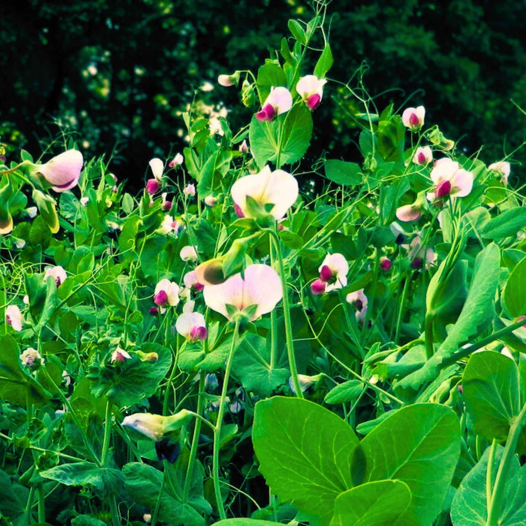 Close up of winter peas