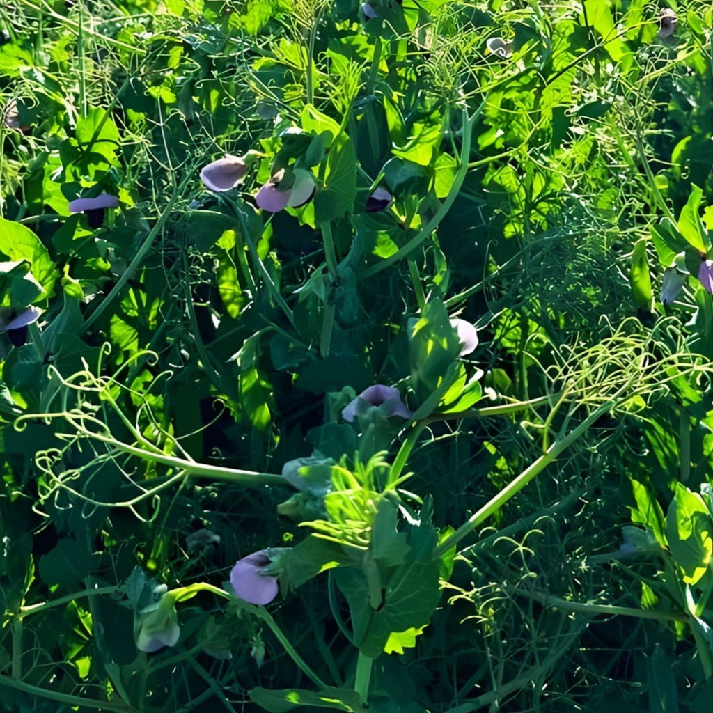 Spring Field Peas