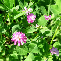 Close up of persian clover flower and plant