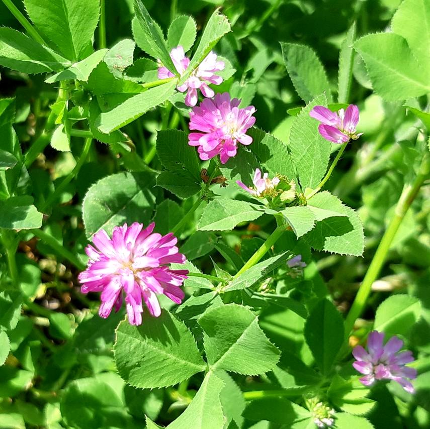 Close up of persian clover flower and plant