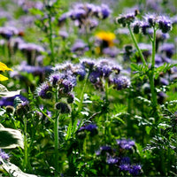 Phacelia Seed